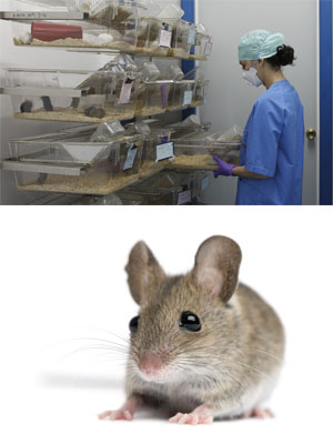 Instalaciones Neuron ratones